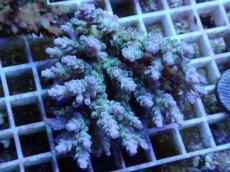 画像1: No.39 浅場ミドリイシ (1)