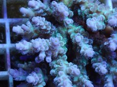 画像2: No.39 浅場ミドリイシ (2)