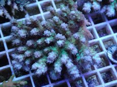 画像1: No.40 浅場ミドリイシ (1)