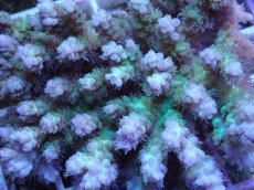 画像2: No.40 浅場ミドリイシ (2)