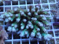 画像1: No.41 浅場ミドリイシ (1)