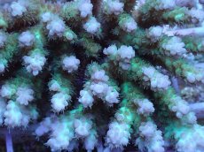 画像2: No.41 浅場ミドリイシ (2)