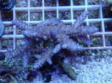 画像1: No.42 フィジー産 スギノキミドリイシ (1)