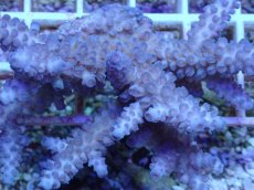 画像2: No.42 フィジー産 スギノキミドリイシ (2)