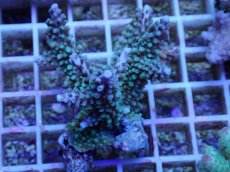 画像1: No.43 フィジー産 スギノキミドリイシ (1)