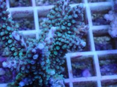 画像2: No.43 フィジー産 スギノキミドリイシ (2)