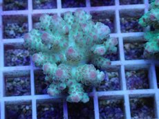 画像1: No.44 フィジー産 カドエダミドリイシ (1)