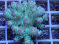 画像2: No.44 フィジー産 カドエダミドリイシ (2)