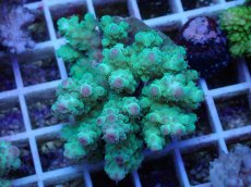 画像1: No.45 フィジー産 カドエダミドリイシ (1)