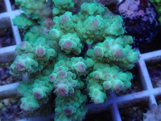 画像2: No.45 フィジー産 カドエダミドリイシ (2)