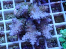 画像1: No.46 フィジー産 浅場ミドリイシ (1)