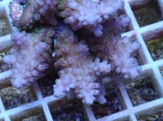 画像2: No.46 フィジー産 浅場ミドリイシ (2)