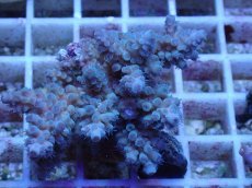 画像1: No.47 フィジー産 スギノキミドリイシ (1)