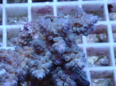 画像2: No.47 フィジー産 スギノキミドリイシ (2)