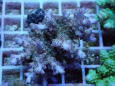 画像1: No.48 フィジー産 ロリペスミドリイシ (1)