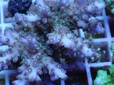 画像2: No.48 フィジー産 ロリペスミドリイシ (2)