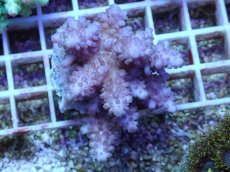 画像1: No.49 フィジー産 浅場ミドリイシ (1)