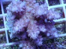 画像2: No.49 フィジー産 浅場ミドリイシ (2)