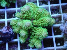 画像1: No.50 フィジー産 ツツユビミドリイシ (1)