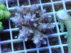 画像1: No.51 フィジー産 浅場ミドリイシ (1)