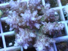 画像2: No.51 フィジー産 浅場ミドリイシ (2)