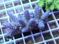 画像1: No.52 フィジー産 スギノキミドリイシ (1)