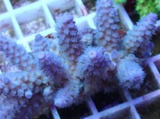 画像2: No.52 フィジー産 スギノキミドリイシ (2)