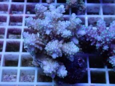 画像1: No.53 フィジー産 浅場ミドリイシ (1)