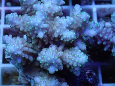 画像2: No.53 フィジー産 浅場ミドリイシ (2)