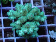 画像1: No.54 フィジー産 カドエダミドリイシ (1)