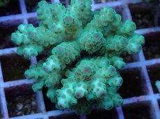 画像2: No.54 フィジー産 カドエダミドリイシ (2)