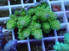 画像1: No.55 フィジー産 ツツユビミドリイシ (1)