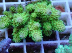 画像2: No.55 フィジー産 ツツユビミドリイシ (2)