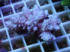 画像1: No.56 フィジー産 浅場ミドリイシ (1)