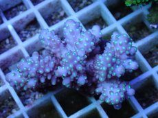 画像2: No.56 フィジー産 浅場ミドリイシ (2)