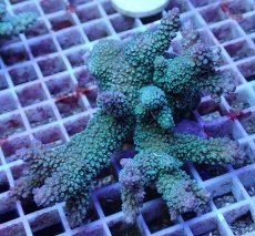 画像1: No.57 フィジー産 スギノキミドリイシ (1)