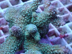 画像2: No.57 フィジー産 スギノキミドリイシ (2)