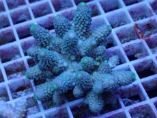 画像1: No.58 フィジー産 ツツユビミドリイシ (1)