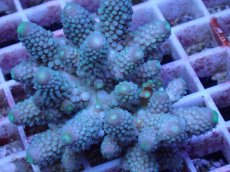 画像2: No.58 フィジー産 ツツユビミドリイシ (2)