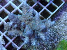 画像1: No.59 フィジー産 スギノキミドリイシ (1)