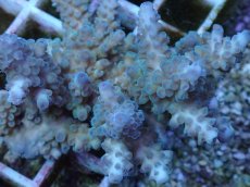 画像2: No.59 フィジー産 スギノキミドリイシ (2)