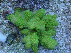 画像1: No.60 フィジー産 ツツユビミドリイシ (1)