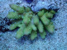 画像1: No.61 フィジー産 ツツユビミドリイシ (1)