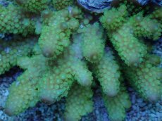 画像2: No.61 フィジー産 ツツユビミドリイシ (2)