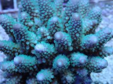 画像2: No.62 フィジー産 ツツユビミドリイシ (2)