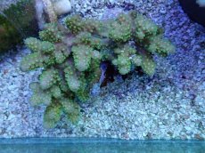 画像1: No.63 フィジー産 ツツユビミドリイシ (1)