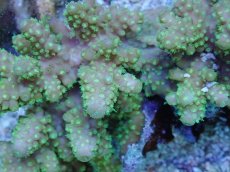 画像2: No.63 フィジー産 ツツユビミドリイシ (2)