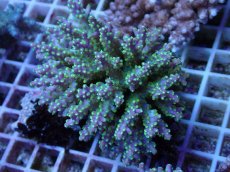 画像1: No.64 フィジー産 スゲミドリイシ (1)