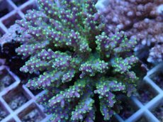 画像2: No.64 フィジー産 スゲミドリイシ (2)