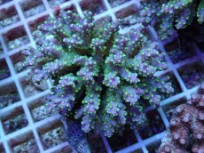 画像1: No.65 フィジー産 スゲミドリイシ (1)